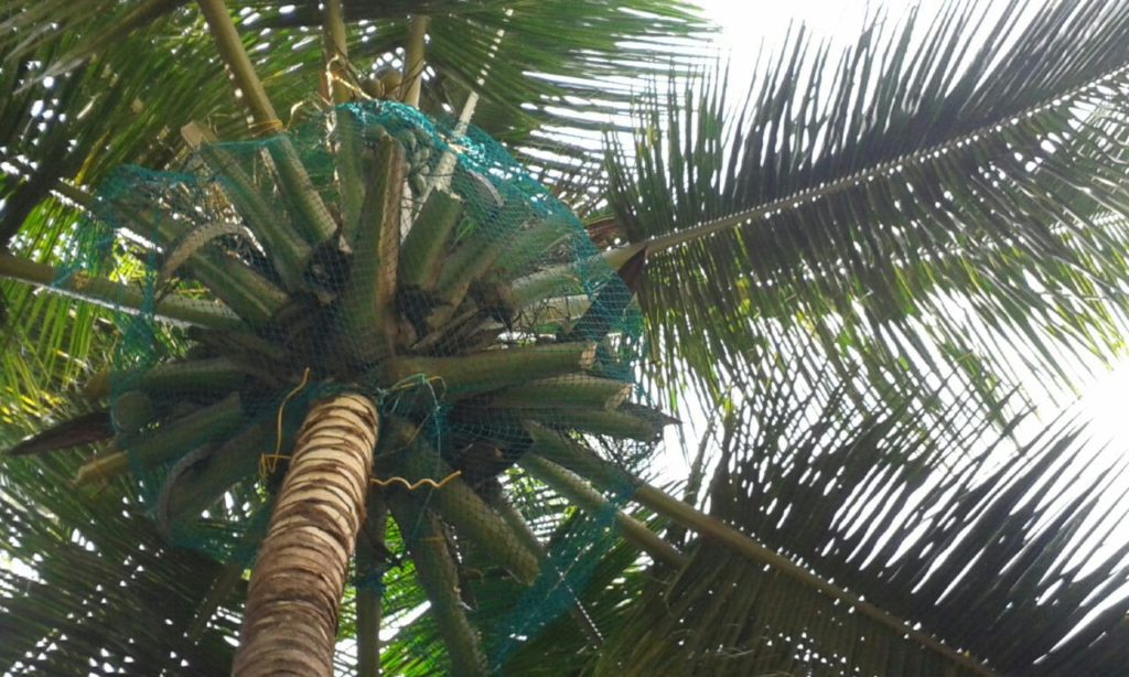 Coconut Safety Nets